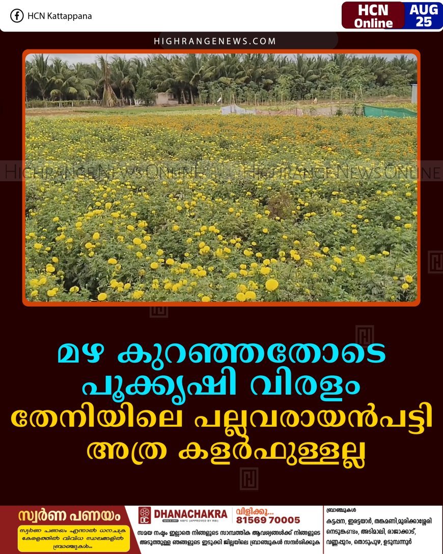 മഴ കുറഞ്ഞതോടെ പൂക്കൃഷി വിരളം: തേനിയിലെ പല്ലവരായന്‍പട്ടി അത്ര കളര്‍ഫുള്ളല്ല