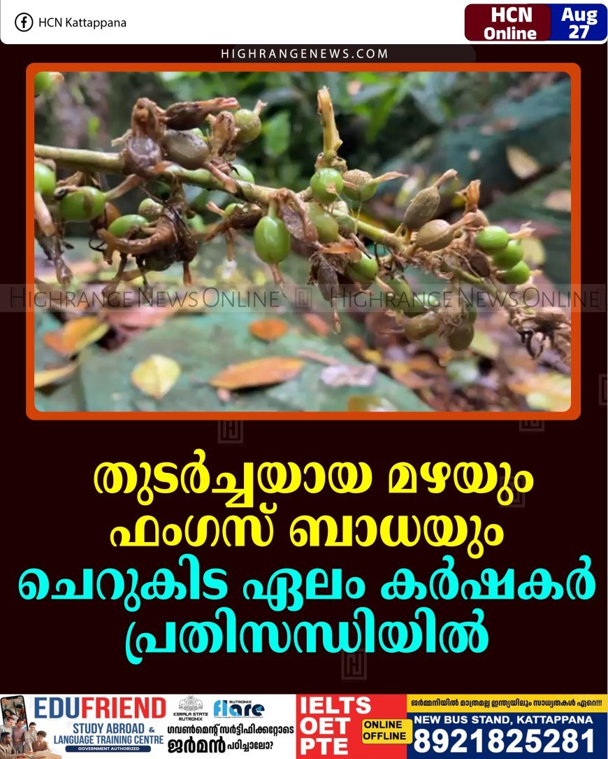 തുടര്‍ച്ചയായ മഴയും ഫംഗസ് ബാധയും: ചെറുകിട ഏലം കര്‍ഷകര്‍ പ്രതിസന്ധിയില്‍
