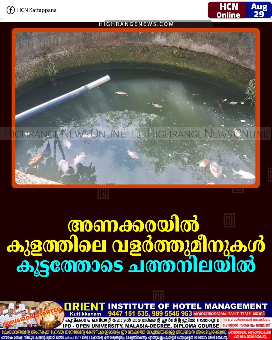 അണക്കരയില്‍ കുളത്തിലെ വളര്‍ത്തുമീനുകള്‍ കൂട്ടത്തോടെ ചത്തനിലയില്‍