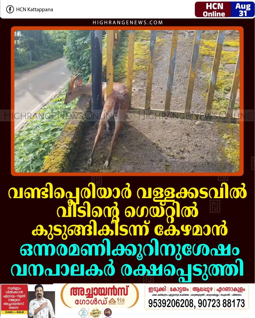വണ്ടിപ്പെരിയാര്‍ വള്ളക്കടവില്‍ വീടിന്റെ ഗെയ്റ്റില്‍ കുടുങ്ങികിടന്ന് കേഴമാന്‍: ഒന്നരമണിക്കൂറിനുശേഷം വനപാലകര്‍ രക്ഷപ്പെടുത്തി 
