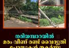 നരിയമ്പാറയിൽ മരം വീണ് രണ്ട് വൈദ്യുതി പോസ്റ്റുകൾ തകർന്നു ​