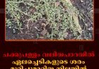 ചക്കുപള്ളം വലിയപാറയില്‍ ഏലച്ചെടികളുടെ ശരം മുറിച്ചുമാറ്റിയ നിലയില്‍ 