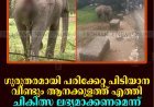 ഗുരുതരമായി പരിക്കേറ്റ പിടിയാന വീണ്ടും ആനക്കുളത്ത് എത്തി: ചികിത്സ ലഭ്യമാക്കണമെന്ന് നാട്ടുകാര്‍ 