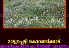 മാട്ടുപ്പെട്ടി കൊറണ്ടിക്കാട് മലനിരകളില്‍ കുറിഞ്ഞി വസന്തം
