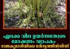 ഏലക്ക വില ഉയര്‍ന്നതോടെ മോഷണം വ്യാപകം: രാജകുമാരിയിലെ തോട്ടത്തില്‍നിന്ന് 100 കിലോ പച്ച ഏലക്ക കവര്‍ന്നു 
