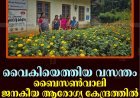 വൈകിയെത്തിയ വസന്തം: ബൈസണ്‍വാലി ജനകീയ ആരോഗ്യ കേന്ദ്രത്തില്‍ വിരിഞ്ഞ് ചെണ്ടുമല്ലിത്തോട്ടം