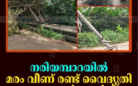 നരിയമ്പാറയിൽ മരം വീണ് രണ്ട് വൈദ്യുതി പോസ്റ്റുകൾ തകർന്നു ​