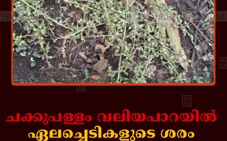 ചക്കുപള്ളം വലിയപാറയില്‍ ഏലച്ചെടികളുടെ ശരം മുറിച്ചുമാറ്റിയ നിലയില്‍ 