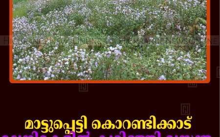 മാട്ടുപ്പെട്ടി കൊറണ്ടിക്കാട് മലനിരകളില്‍ കുറിഞ്ഞി വസന്തം