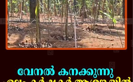 വേനല്‍ കനക്കുന്നു: ഏലം കര്‍ഷകര്‍ ആശങ്കയില്‍