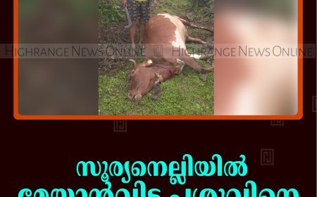 സൂര്യനെല്ലിയില്‍ മേയാന്‍വിട്ട പശുവിനെ പുലി കടിച്ചുകൊന്നു