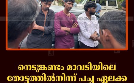 നെടുങ്കണ്ടം മാവടിയിലെ തോട്ടത്തില്‍നിന്ന് പച്ച ഏലക്ക മോഷ്ടിച്ച 3 യുവാക്കള്‍ പിടിയില്‍ 