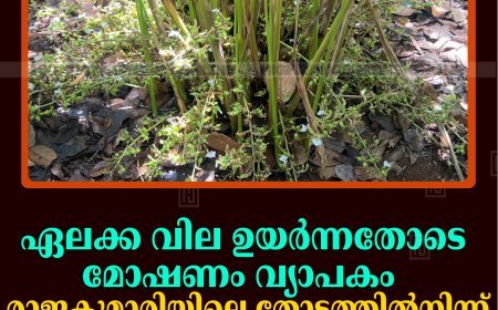 ഏലക്ക വില ഉയര്‍ന്നതോടെ മോഷണം വ്യാപകം: രാജകുമാരിയിലെ തോട്ടത്തില്‍നിന്ന് 100 കിലോ പച്ച ഏലക്ക കവര്‍ന്നു 