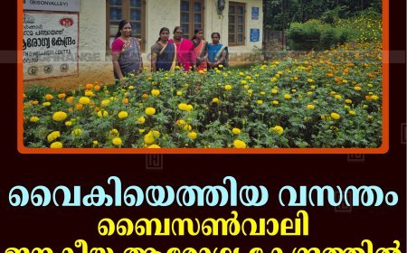വൈകിയെത്തിയ വസന്തം: ബൈസണ്‍വാലി ജനകീയ ആരോഗ്യ കേന്ദ്രത്തില്‍ വിരിഞ്ഞ് ചെണ്ടുമല്ലിത്തോട്ടം