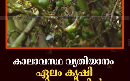 കാലാവസ്ഥ വ്യതിയാനം:  ഏലം കൃഷി പ്രതിസന്ധിയില്‍ 