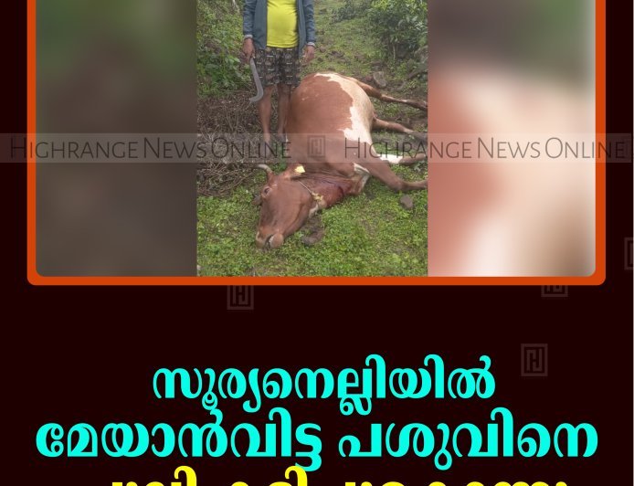 സൂര്യനെല്ലിയില്‍ മേയാന്‍വിട്ട പശുവിനെ പുലി കടിച്ചുകൊന്നു