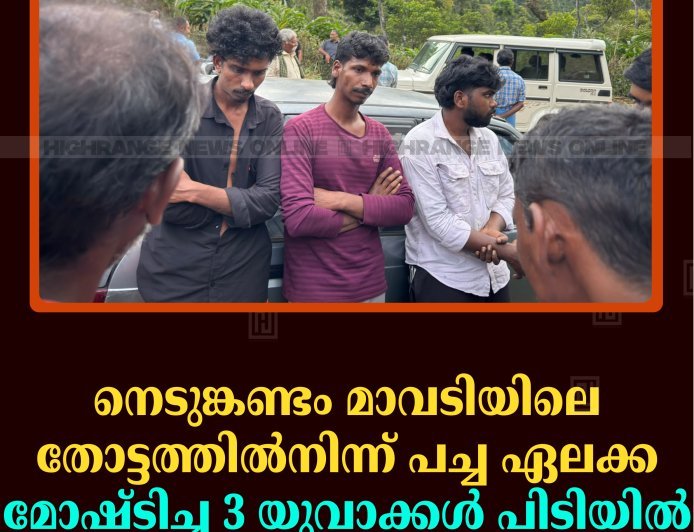 നെടുങ്കണ്ടം മാവടിയിലെ തോട്ടത്തില്‍നിന്ന് പച്ച ഏലക്ക മോഷ്ടിച്ച 3 യുവാക്കള്‍ പിടിയില്‍ 