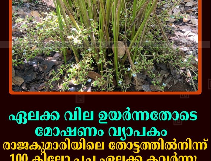 ഏലക്ക വില ഉയര്‍ന്നതോടെ മോഷണം വ്യാപകം: രാജകുമാരിയിലെ തോട്ടത്തില്‍നിന്ന് 100 കിലോ പച്ച ഏലക്ക കവര്‍ന്നു 