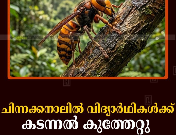 ചിന്നക്കനാലില്‍ വിദ്യാര്‍ഥികള്‍ക്ക് കടന്നല്‍ കുത്തേറ്റു 