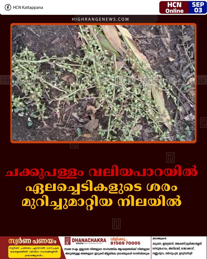 ചക്കുപള്ളം വലിയപാറയില്‍ ഏലച്ചെടികളുടെ ശരം മുറിച്ചുമാറ്റിയ നിലയില്‍ 