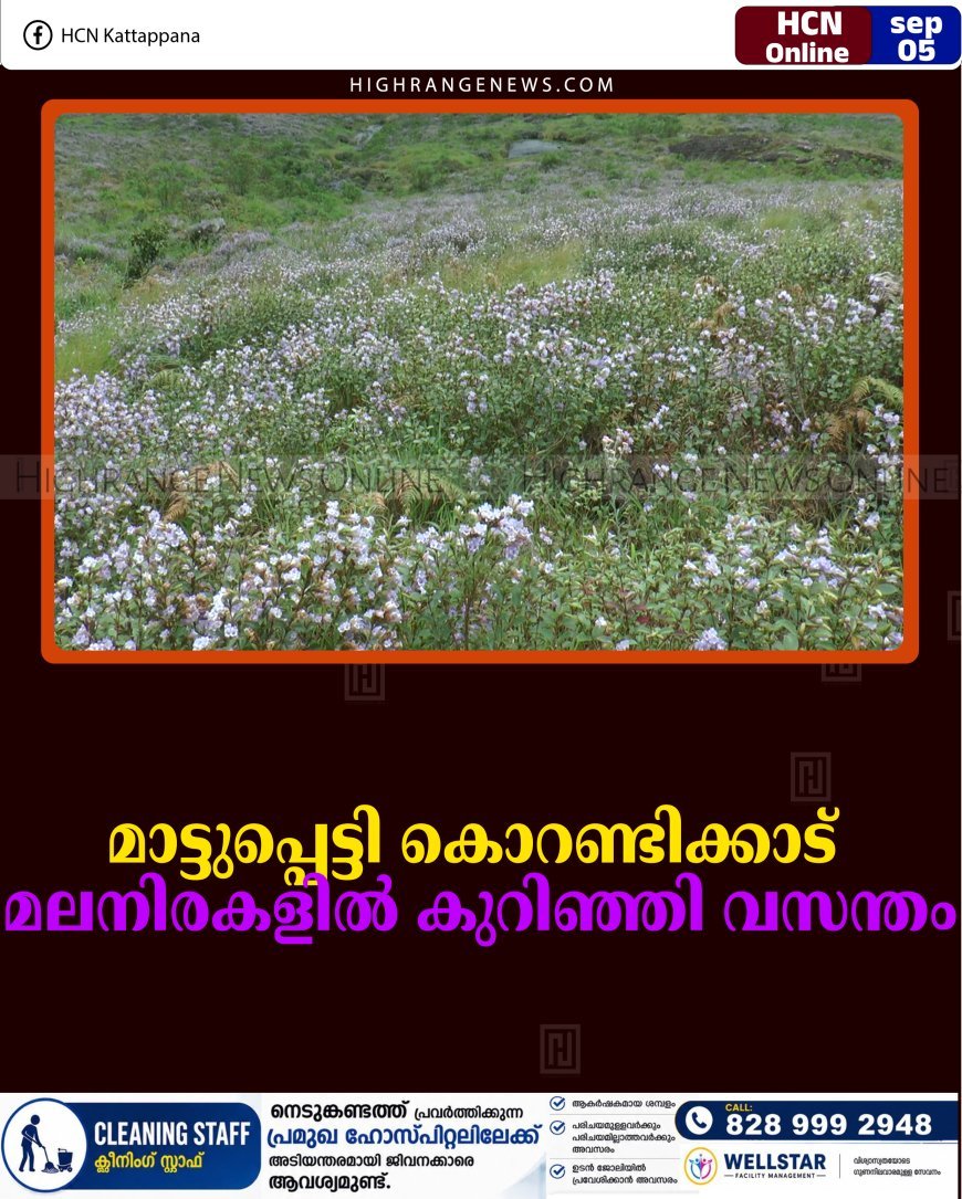 മാട്ടുപ്പെട്ടി കൊറണ്ടിക്കാട് മലനിരകളില്‍ കുറിഞ്ഞി വസന്തം
