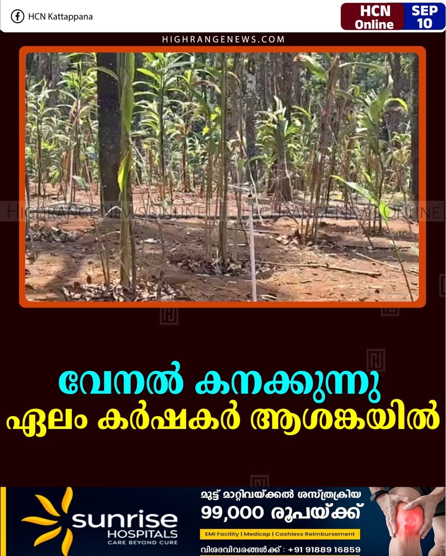 വേനല്‍ കനക്കുന്നു: ഏലം കര്‍ഷകര്‍ ആശങ്കയില്‍