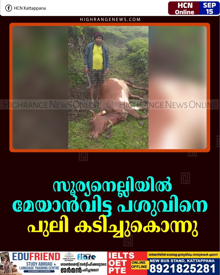 സൂര്യനെല്ലിയില്‍ മേയാന്‍വിട്ട പശുവിനെ പുലി കടിച്ചുകൊന്നു