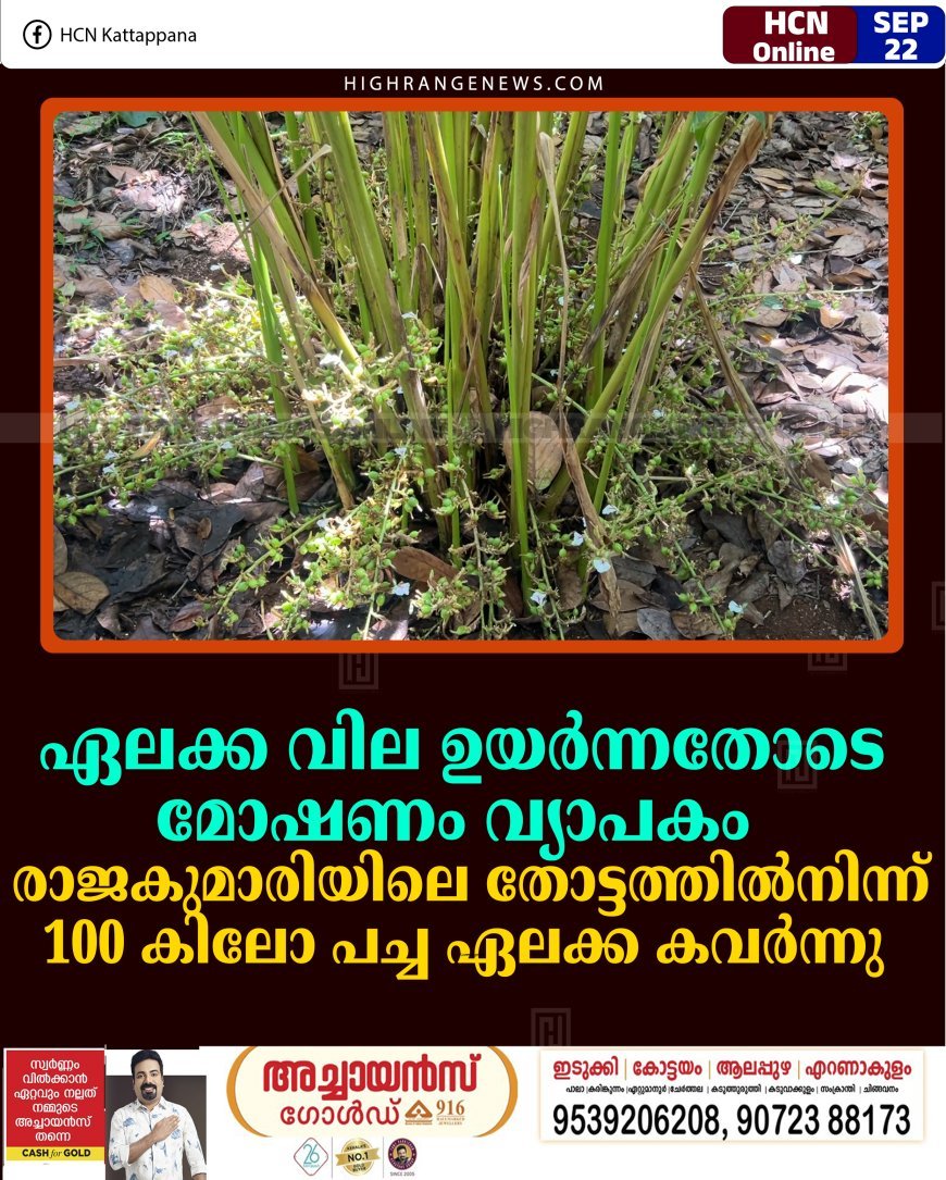 ഏലക്ക വില ഉയര്‍ന്നതോടെ മോഷണം വ്യാപകം: രാജകുമാരിയിലെ തോട്ടത്തില്‍നിന്ന് 100 കിലോ പച്ച ഏലക്ക കവര്‍ന്നു 