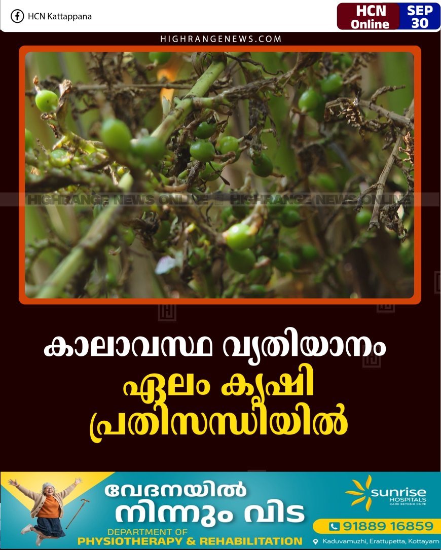 കാലാവസ്ഥ വ്യതിയാനം:  ഏലം കൃഷി പ്രതിസന്ധിയില്‍ 