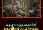കട്ടപ്പന വള്ളക്കടവിൽ മരംവീണ് കൃഷിനാശം