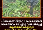 ചിന്നക്കനാലില്‍ 10 ഹെക്ടറിലെ കൈയേറ്റം ഒഴിപ്പിച്ച് വനംവകുപ്പ്: ആനത്താരകളിലെ അനധികൃത ഫെന്‍സിങ്ങും ഏലംകൃഷിയും വെട്ടിനിരത്തി 