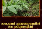 മാങ്കുളത്ത് ഏലത്തോട്ടത്തില്‍ മരം ഒടിഞ്ഞുവീണ് രണ്ട് തൊഴിലാളി സ്ത്രീകള്‍ മരിച്ചു