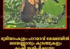 ഭൂമിയാംകുളം-പാറമാവ് മേഖലയില്‍ മലയണ്ണാനും കുരങ്ങുകളും കൃഷി നശിപ്പിക്കുന്നു: കര്‍ഷകര്‍ പ്രതിസന്ധിയില്‍