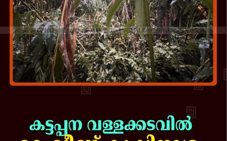 കട്ടപ്പന വള്ളക്കടവിൽ മരംവീണ് കൃഷിനാശം