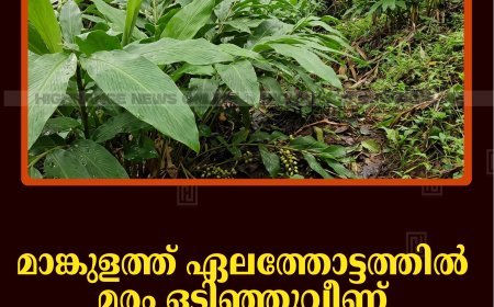 മാങ്കുളത്ത് ഏലത്തോട്ടത്തില്‍ മരം ഒടിഞ്ഞുവീണ് രണ്ട് തൊഴിലാളി സ്ത്രീകള്‍ മരിച്ചു