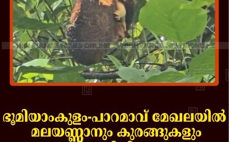 ഭൂമിയാംകുളം-പാറമാവ് മേഖലയില്‍ മലയണ്ണാനും കുരങ്ങുകളും കൃഷി നശിപ്പിക്കുന്നു: കര്‍ഷകര്‍ പ്രതിസന്ധിയില്‍