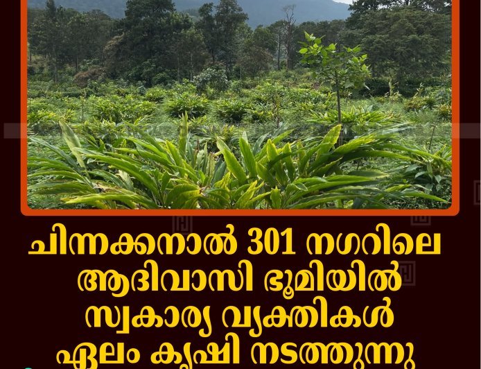 ചിന്നക്കനാല്‍ 301 നഗറിലെ ആദിവാസി ഭൂമിയില്‍ സ്വകാര്യ വ്യക്തികള്‍ ഏലം കൃഷി നടത്തുന്നു: നിലമൊരുക്കുന്ന ദൃശ്യങ്ങള്‍ പുറത്ത് 