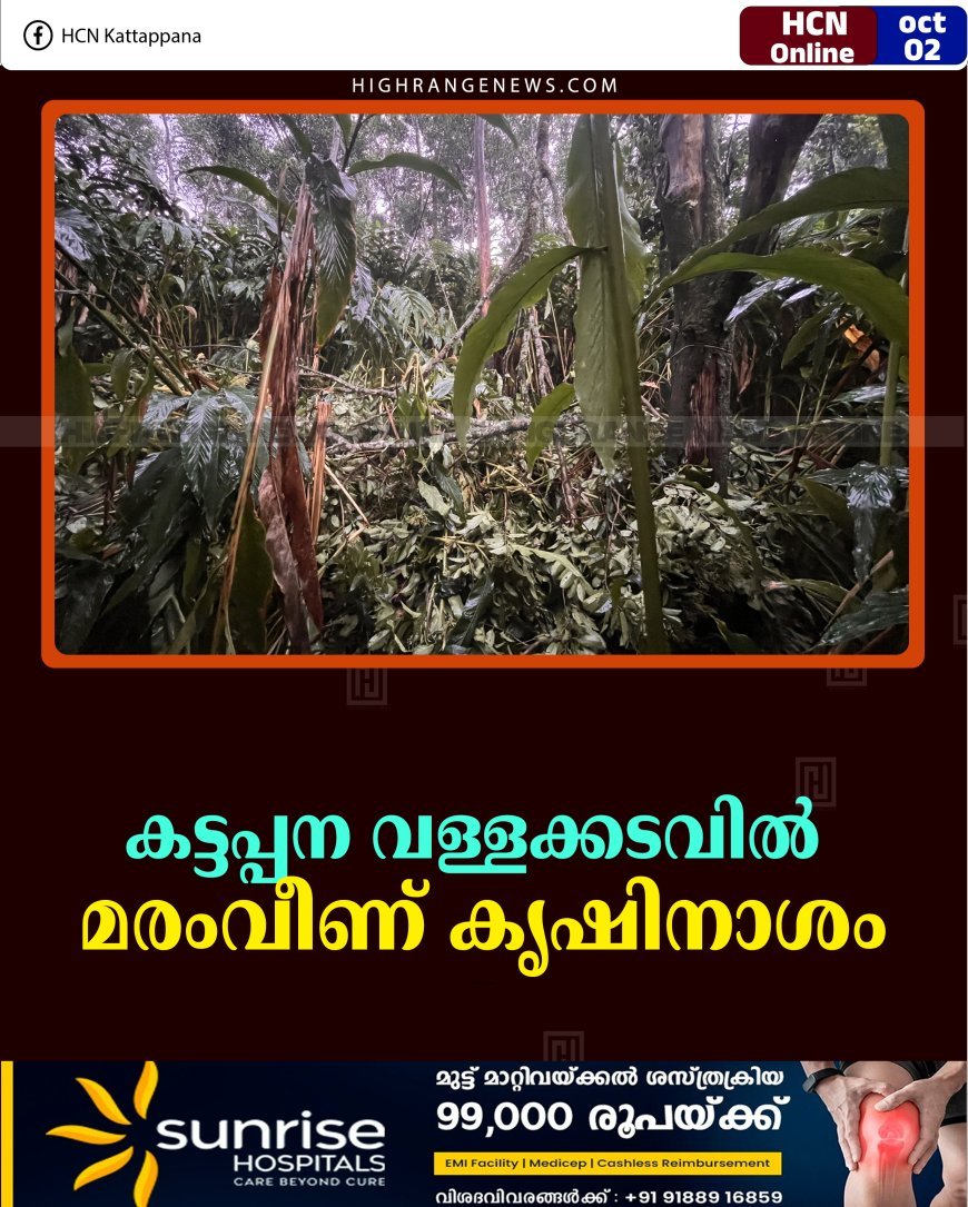 കട്ടപ്പന വള്ളക്കടവിൽ മരംവീണ് കൃഷിനാശം