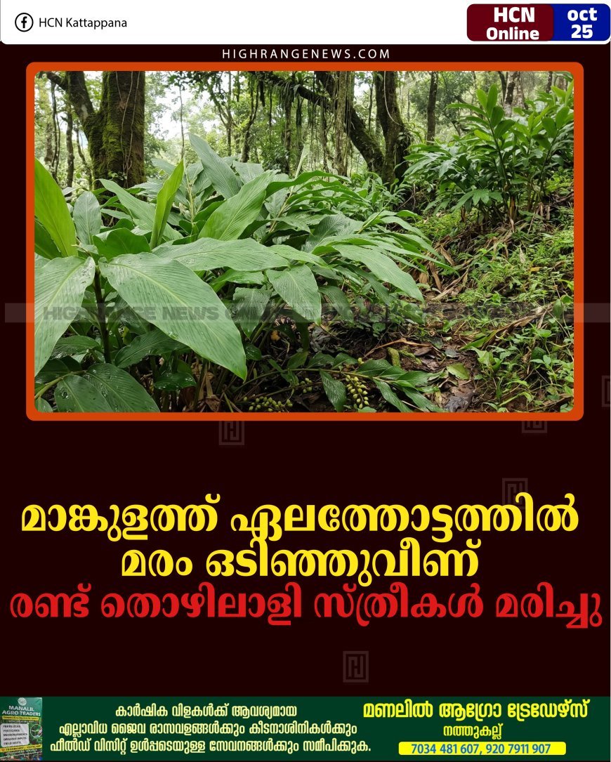 മാങ്കുളത്ത് ഏലത്തോട്ടത്തില്‍ മരം ഒടിഞ്ഞുവീണ് രണ്ട് തൊഴിലാളി സ്ത്രീകള്‍ മരിച്ചു